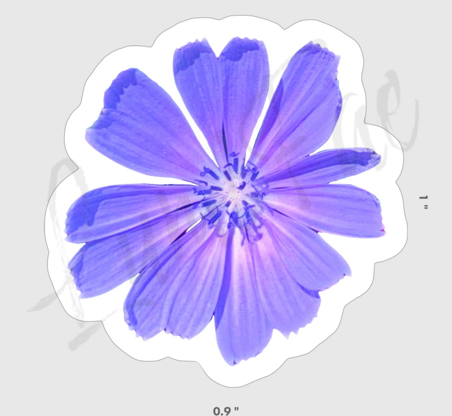 Pre-Order : 3pack - Chicory - Purple Flower Stickers - Clear backs - Waterproof